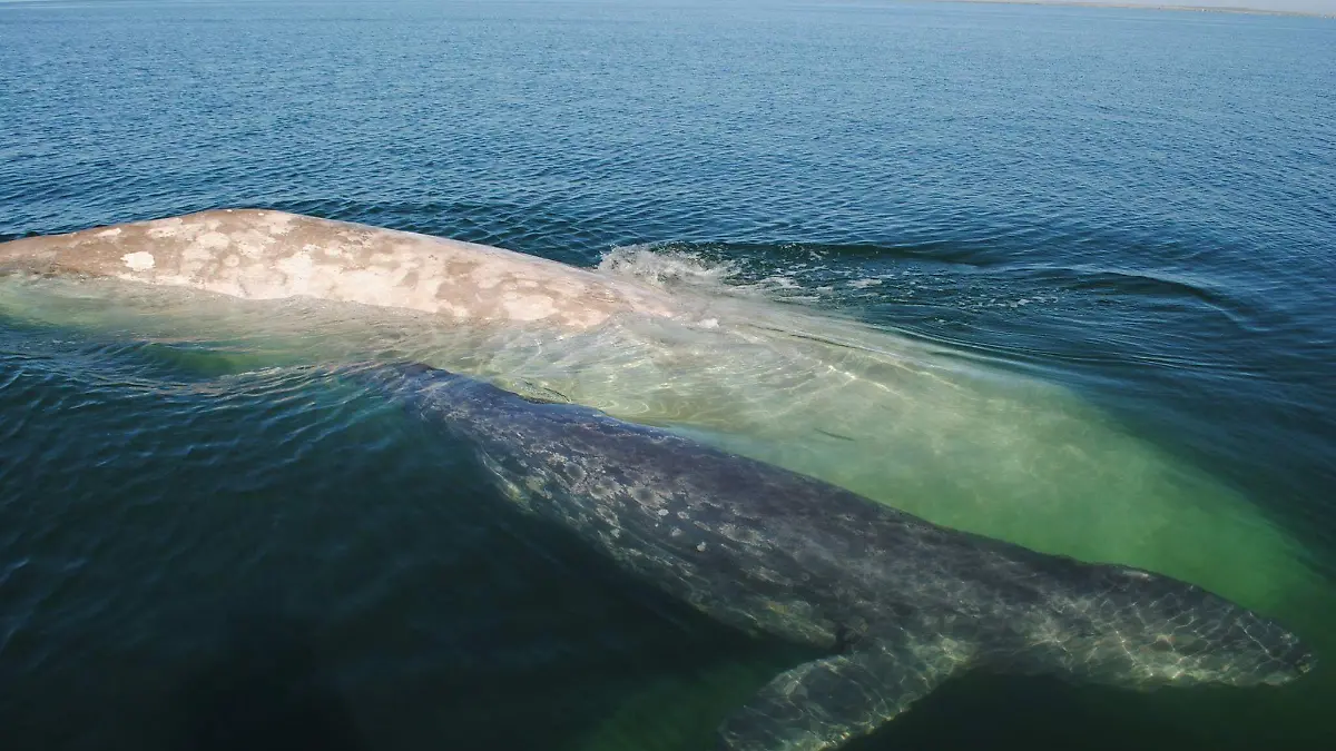 BALLENAS_CUARTOSCURO 1